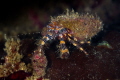 Small colorful creatures of the Indian Ocean_Dec-2023
(Canon100,1/200,f10,iso100) 