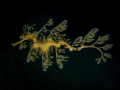 Phycodurus eques 