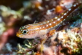 I found this spectacular red & white spotted pygmy goby while diving off South Ari Atoll in the Maldives. I was lucky to capture this normally timid fish before it darted back into a coral crevasse. 