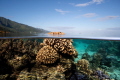 Split picture, pocilipora in moorea during a sampling time. 