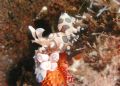 Harlequin shrimp taken at Seraya, Bali 