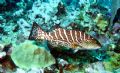 Grouper at Cayman Islands this August taken with a Canon PowerShot SD550 and Sealife digital strobe. 