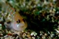 little fish who liked to pose,taken in monterey, d70 60mm 