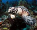 Making eye contact with your subject is essential.
Green turtle, Olympus 3040, SB 105 strobe. 