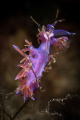 Flabellina affinis_Oct 2023
(Canon100,1/200,f16,iso100) 