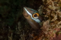 Bluestriped Fangblenny ( Plagiotremus rhinorhynchos)_April 2024
(Canon60,1/200,f14,iso100) 
