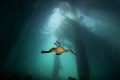 Weedy Seadragon swimming under Flinders pier, Victoria. 