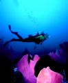 'ELEPAHNT EARS' Model cruises over a host of elephant ear sponges - Restorf Island, Walindi Plantation, West New Britain, PNG. D100; 24mm Nikkor lens. Enjoy! 
