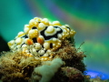 CD nudi 