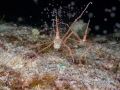 Arrow crab mating and releasing its eggs on night dive in Cozumel 