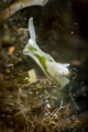 Elysia shy, white with red dots on body,head and rhinophores. It is characterized by a green color bands produced by the chloroplasts that it retains in the cells of digestive system_June 2024.
(Canon 100,1/200,f14,i.100) 
