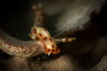 Hypselodoris maculosa_April 2024
(CanonEF60,1/200,f13,iso100)) 