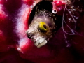 Spinyhead Blenny 