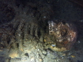Plastic skeleton located in shanty bay ontario canada 