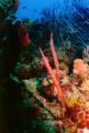 Trumpet Fish posing, Nikonos V 28mm
from about 30 inches 
