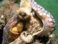Octopuse palm beach. 