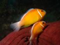 A nice little pair hanging out. 
