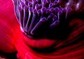 'ABSTRACT' Often I am captivated with the colours, textures and shapes of our coral kindoms - beyond the sheer beauty of its free-swimming inhabitants as this image attempts to demonstrate. Housed Nikon F; 55mm auto-micro Nikkor lens. 