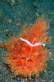 Hairy Frogfish. Taken Lembeh.D70,60mm 