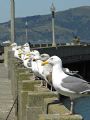 The Birds! They must be extras for an Alfred Hitchcock movie. San Francisco Bay. Nikon D70. 