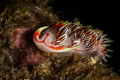 Phidiana militaris nudibranch_Nov 2024
(CanonEF60, 1/200,f16,iso100) 