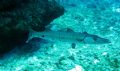 Barracuda seen at Grand Cayman this August. Photo taken with a Canon Powershot SD550 and digital strobe. 