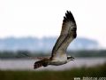 An Osprey surveying the water for it's prey. 