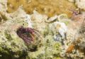 Hermit Crab colony 