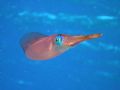 Caribbean Reef Squid. Hens & Chickens, Florida Keys 