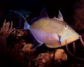 Queen Trigger off Little Cayman
Nikonos 28mm lense 