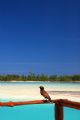Mynah bird sitting on balcony infront of Aitutaki lagoon, Cook islands 