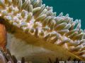Look close and you will see the eyes on a really really tiny sun anemone peering down from the middle of this pic =) 