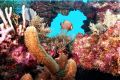 Reef scene with French Angel, shot in Key Largo, Nikonos dual strobes 