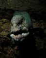'Grandpa Wants a Kiss' Wolf eel at Day Island Wall, Tacoma, WA, Puget Sound. Taken with a Nikon D70 w/ 18-70mm wide angle lens 