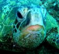 cool turtle. 