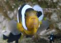 Anemonefish attack 