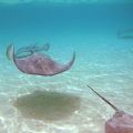 ballet of rays in the lagoon of Moorea, south Pacific 