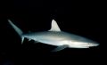 Grey Reef Shark, Rangiroa
Nikonos V 28mm lense 