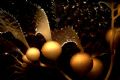 'KELP' Often I am stunned at the incredible symmetry I see in our underwater world. The plant manufactures CO2 and fills its globes with it to allow its fronds to float. Cortez Bank, Channel Islands, California. Housed Nikon F; Enjoy! 