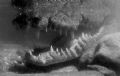 Our resident marina croc. The water is a orange brown tanin and after several attempts with PS I decided B&W was best. 