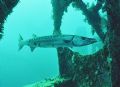 Barren Baracuda - Shot on Spiegel Grove Wreck @ approx. 90ft, Nikonos 15mm Natural light 