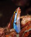 Tube worm blenny taken with DC 500 whilest divesafari at Similan Islands.
He smiles for me :-) 