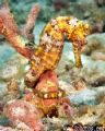 A not so blended in longsnout seahorse. 