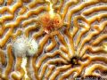 There was a triangle I was trying to shoot between the blenny + the 2 Xmas tree worms. Can you see it? 