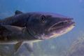 This barracuda was at least 5 feet long. Taken at Key Largo with a Sea and Sea DX3000. 