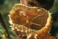 Canon 20D, Ikelite 125, 100mm USM macro. 