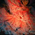 Red gorgone shot in the lagoon of New Caledonia near Hienghene 