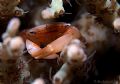 Coral crab ... E900 man, this crab was twitchy, difficult to get this shot.... 
