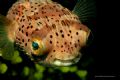 You can appreciate the reflection of the flash and the transparency the eyes.
Canon 20D, 100mm USM, Ikelite 125. 