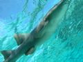 pregnant nurse shark 